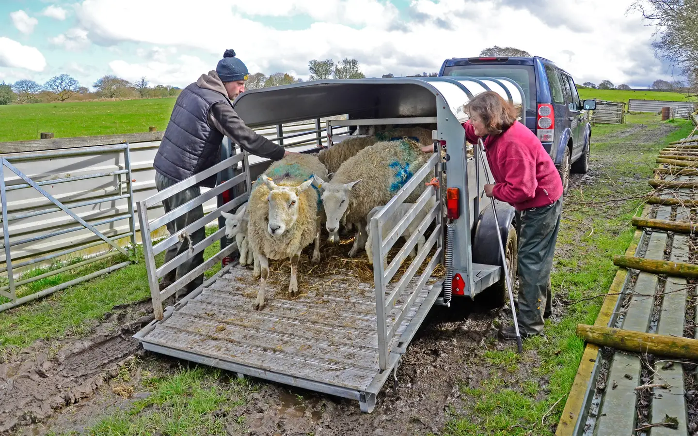 Alan and Linda Whalley unloading sheep on their farm in Lancashire. Picture: David Ainsworth.