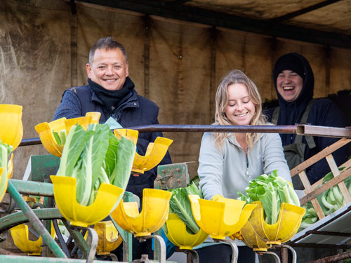 Horticultural field operatives working during cauliflower harvest.