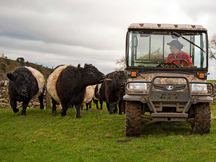 Farmer monitors her Belted Galloways from ATV. Picture: Ruth Downing.
