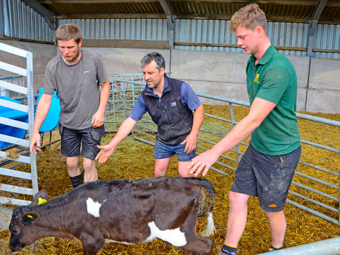 Farmer helping train two young staff on how to handle a young dairy calf.