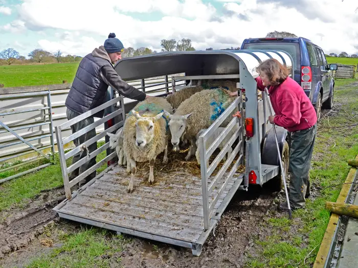 Learn how you can safely handle and transport livestock with this short course.