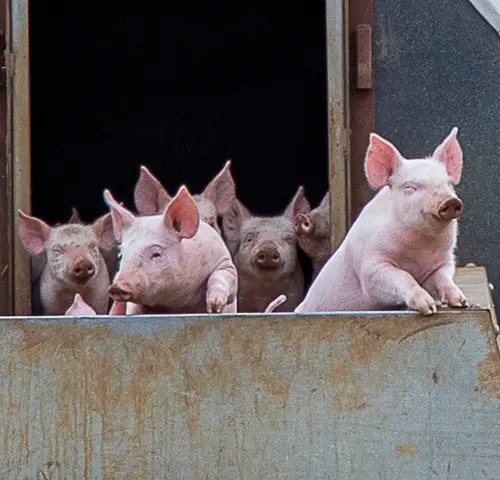 Pigs enjoying the morning air.