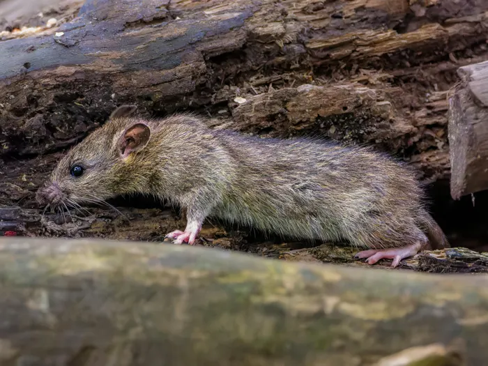 Get an introduction to effective control of rodents with this first module in our online course.