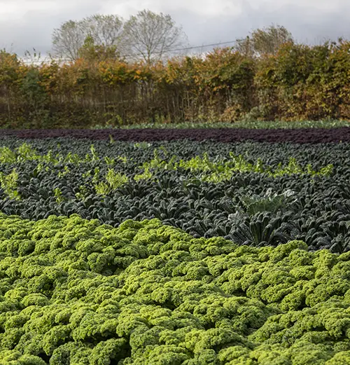 Cover crops are an important tool in helping ensure there are sufficient nutrients in your soil over winter.